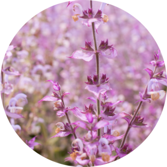 Clary Sage blossoms