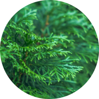 Cypress Branches