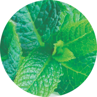 Fresh mint leaves