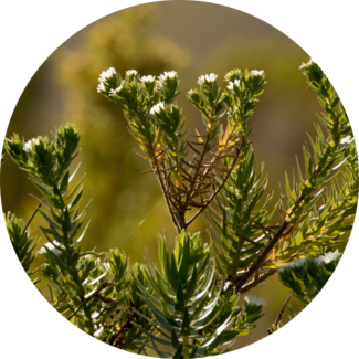 Ingredient Glossary - Buchu Leaf