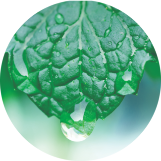 Spearmint Leaf