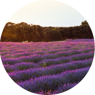 circular image of lavender field